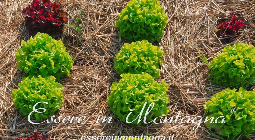 Il giardino